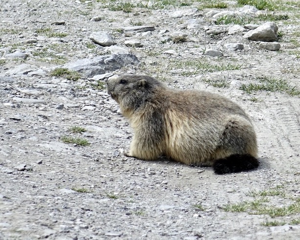marmot